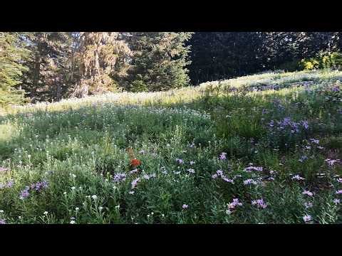 (4K UHD) HIKING Paradise Park Trail 778 Ridgeline & Alpine Meadow! | Mount Hood Wilderness | Oregon