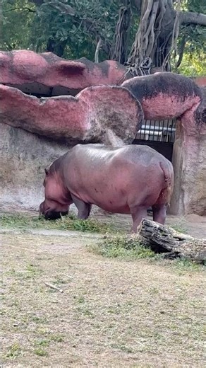 HOW HIPPO EAT🦛🍃
