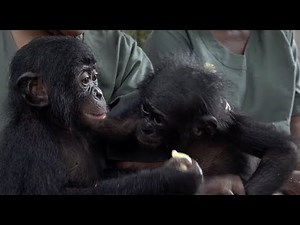 Balangala's first meeting with Kwango, another orphan bonobo