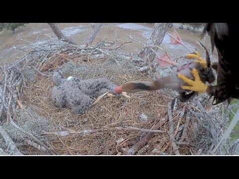 SWFL Eagles ~Viewer Discretion! F23 CATCHES A LIVE DUCK & Brings To Nest! TANDEM FEEDING 1.18.26