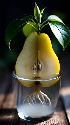 GrowVista Time-lapse | Pear Slice Root & Plant Growth in Water🍐✨| Macro Timelapse #Timelapse #Growth