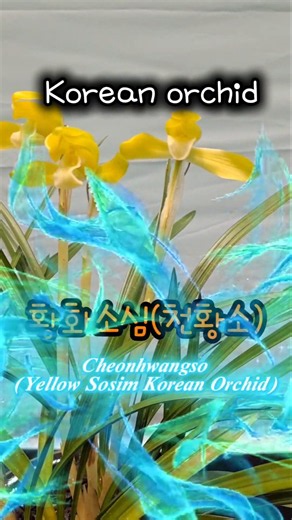 하늘이 내린 황금빛 순수, 한국춘란 황화소심 천황소 🟡✨ | Yellow Sosim Korean Orchid​
