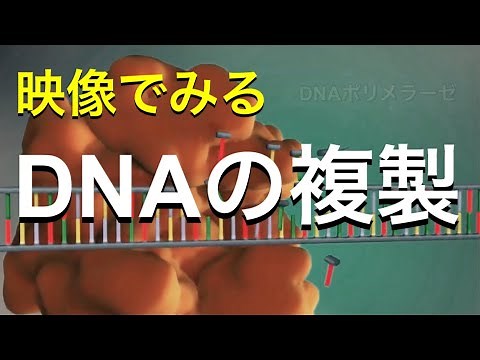 【生物】DNAの複製を映像でわかりやすく学ぶ