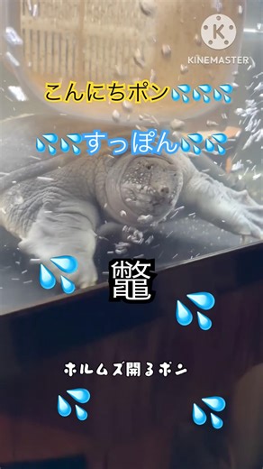 💦💦すっぽん💦💦#すっぽん #飼育 #供養 #料理 #セカスポ #世界すっぽん推進会 #すっぽんのなにがし #shorts