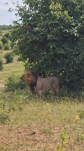 yawning lion 🦁🥱 A yawning lion displays its powerful jaws and sharp teeth, a reminder of its strength even in a moment of rest. Lions can yawn to communicate, signaling relaxation or a social connection within the pride. A lion's yawn can stretch up to 15 seconds, showing off their incredible facial muscles. Follow me Sightings by Phil for daily wildlife clips. 🙏 #lions #lionsofafrica #bigcat #wildlifeplanet #africansafari #africanwildlife #chobenationalpark | Sightings by Phil