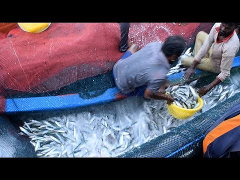Boat Net Fishing / Boat Full Fish / SURUKKU VALAI