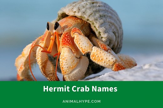 435 Claw-some Hermit Crab Names for Your Tiny Pincher - Animal Hype