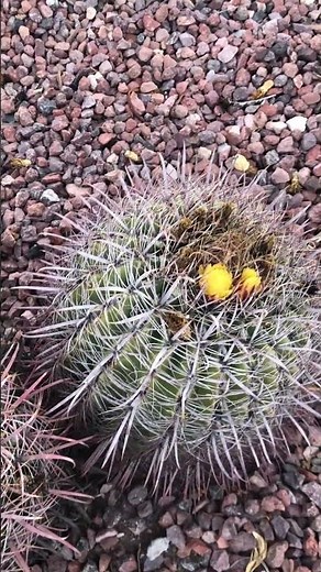 Barrel Cactus in Bloom – Stunning Symmetry & Glowing Yellow Desert Flowers
