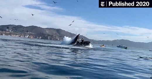 Humpback Whale Upends California Kayakers (Published 2020)
