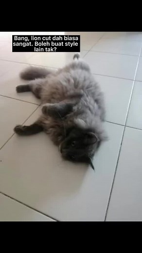 Grooming Kucing: Tips untuk Potongan Dragon Cut