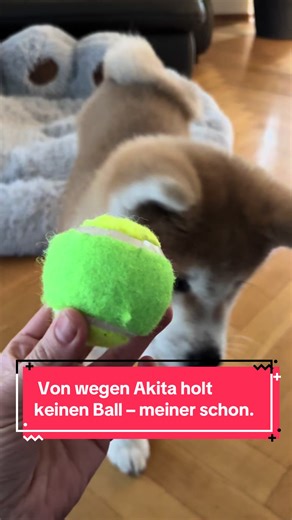 #dogs #hunde #akita #hundewelt #акита
