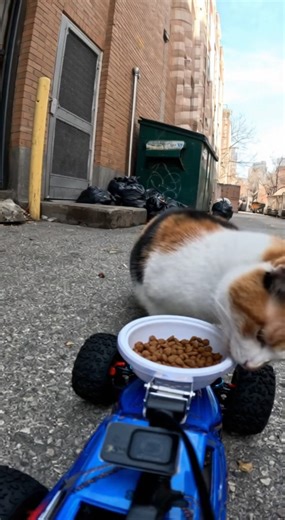 Am I doing this right or wrong? #cat | Boom Boom