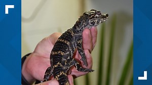Can baby alligators be cute? Check these two out at the Memphis Zoo and judge for yourself