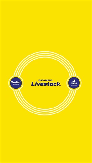 With global expertise in livestock management, Datamars Livestock provides farmers with reliable tools to improve animal traceability and productivity. Our Z Tags range is designed for high retention and ensures long-term readability – available for cattle, sheep, and goats. Complementing our identification range, the Tru-Test product line offers industry-leading weighing, electronic identification (EID), and data collection systems – giving farmers the power to monitor performance, health, and 