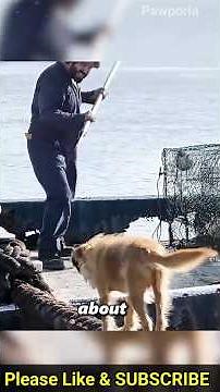 The Brave, Cute and Intelligent Dog Benji