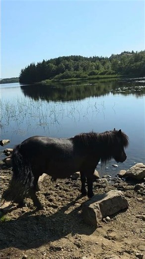 🌿 Once Upon a Time... in Norway🐴 #fairytales #Pony #Horse #Nature #Peaceful #Lake #Wildlife #wow