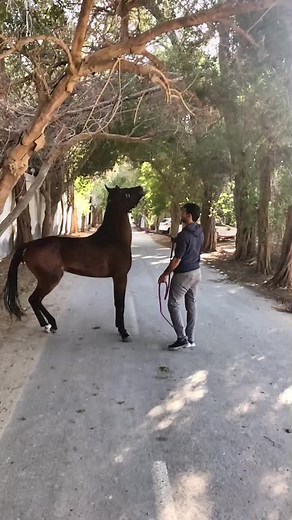 bh_horse_king على TikTok