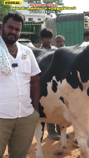 குறையாம மாடு எடுத்து இருக்கோம் #cowfarm#சிந்தாமணி #HFbreedhfkarungalpalayam