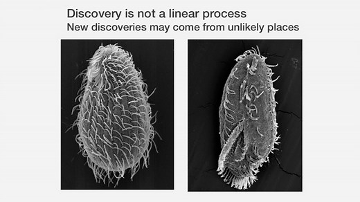 VIDEO: The Anatomy of a Scientific Discovery: Telomeres and Telomerase - Past, Present, and Future