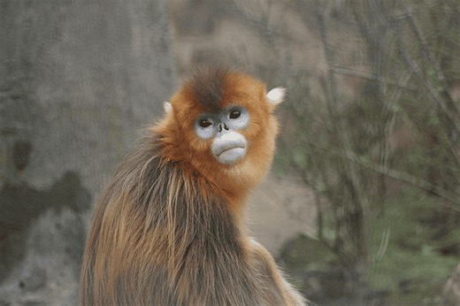 The Golden Snub-Nosed Monkey -- an adorable, threatened cold specialist