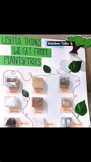 Things We Get From Trees🌳🌴/Plants🎋#science #scienceproject #grade1 #scienceexperiment #schoolproject