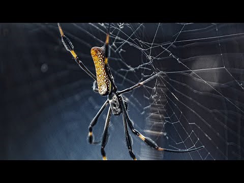 How do spiders weave their webs? 🕷