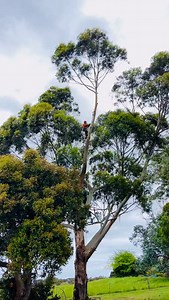 Removing a storm damaged stem from a Eucalyptus globulus. #treeremoval #treepruning #tree #trees #arborist #arblife #arcadiatrees #albanywa #albanyarborist #arcadiatreecare #lovemyjob #welovetrees #chainsaw #climb #treeclimber #saturday | Arcadia Tree Care Albany WA | Facebook