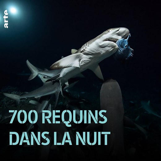 Un bain de minuit avec une meute de 700 requins, ça vous dit ? Si vous en avez le courage, plongez avec Laurent Ballesta sur arte.tv/requins 🦈 | ARTE