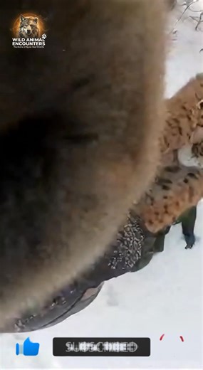 POV: You're tracking footprints in the silent taiga, then silence breaks above you. That moment it landed, I thought it was over. #wildlife #WildAnimalEncounters #EurasianLynx #Taiga #HelmetCam #Ambush | Wild Animal Encounters