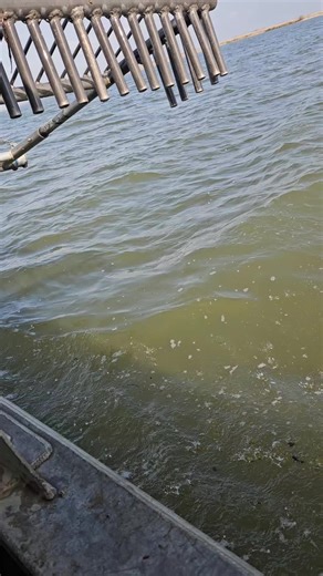 #foryou #bayoulife #southlouisiana #fypシ | louisiana bayou
