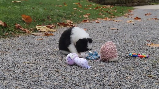 Sheepadoodle puppy for sale