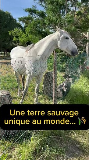Ce paradis sauvage caché dans le Sud de la France ! 🌴 #Camargue