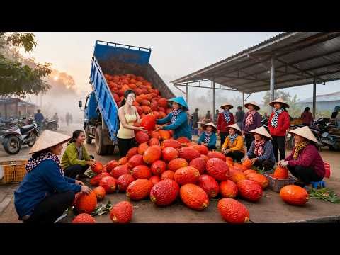 Harvest 500 Huge GAC Fruit At Green Farm Use 3-Wheeled Truck Go To Countryside Market Sell
