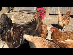 Tennessee homesteading