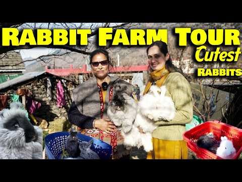 Rabbit Farm Tour of Himachal || Kullu-Manali के Cutest German Rabbits ❤️|| With Full Details
