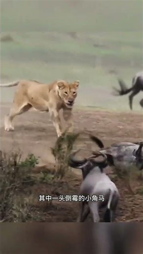 倒黴的狒狒纔剛下樹就遭母獅偷襲#野生動物零距離