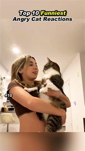 Top 10 funniest angry cat reactions 😂#ranked #ranking #funny #cat #reactions