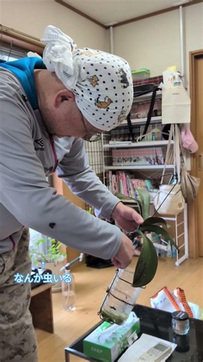 はじめての 胡蝶蘭の胴斬り！ #再生栽培 #胡蝶蘭 #観葉植物 #ショート