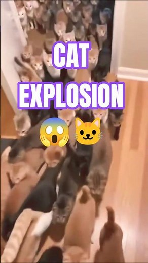 I Opened the Door… and THOUSANDS of Cats Exploded Out 😱🐱 | POV