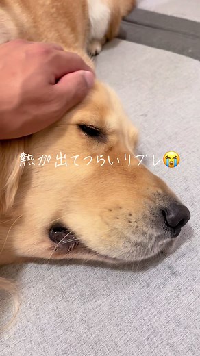 リブレがんばれ！熱が出て辛い犬に寄り添う