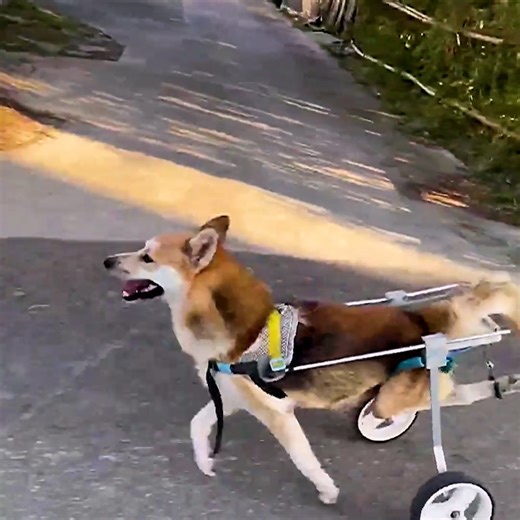 28K views · 2.7K reactions | Kind man adopts disabled dog and builds him a wheelchair! ❤️ | Animal Lovers | Facebook