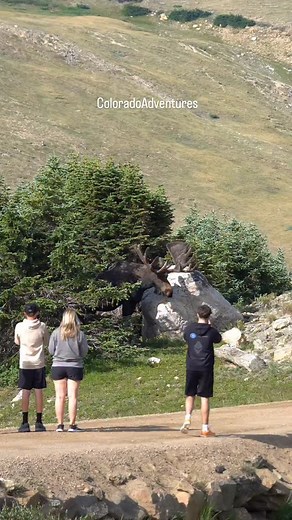 Seth Powell on Instagram: "Big bull moose jumping over a fence in RMNP. Make sure to always give moose at least 35 yards of space. #moose #bullmoose #wildlifepage #colorado #wildlifevideos #coloradoadventures #naturereels"