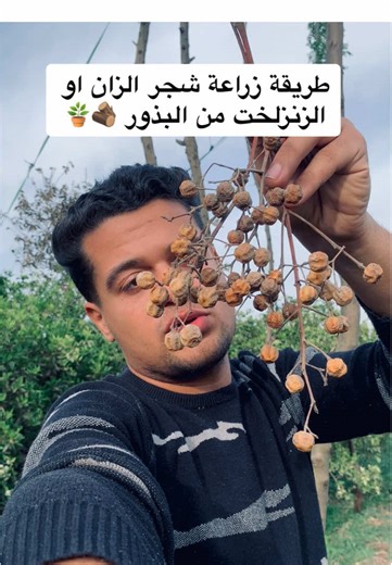 طريقة زراعة شجر الزان والزنسخت من البذور
