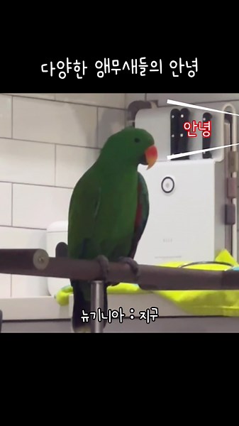 다양한 앵무새들의 안녕: 뉴기니아 앵무 소개