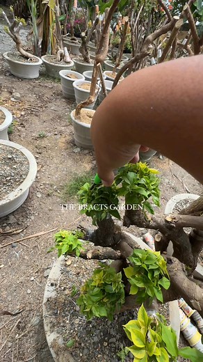 Okay na to 😅👌#thebractsgarden | The Bracts Garden