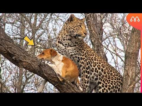 Dog escapes death in seconds.