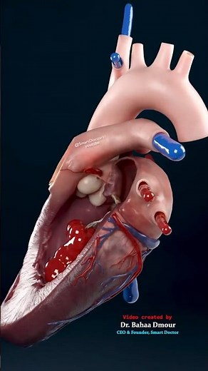Your Super Pump: The Heart 🫀