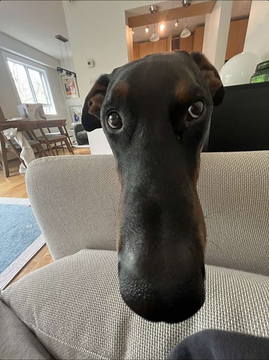 What My Doberman Cowboy Does When He Likes You
