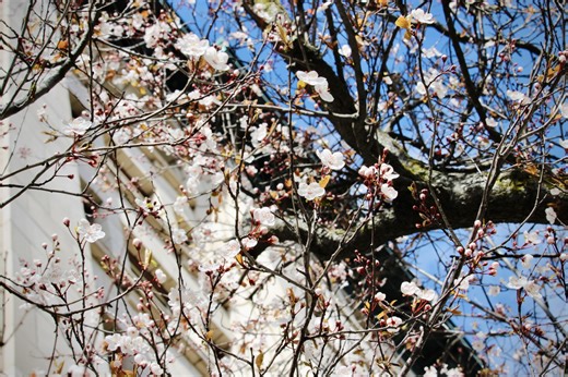 From buds to beauty: Victoria's cherry, plum trees back in bloom