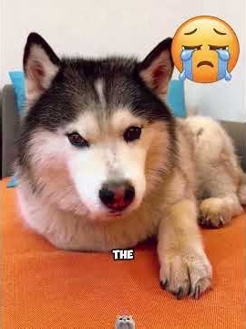 Why Does the Owner Always Favor the Little Dog? Seeing the Big Dog at the End Is Heartbreaking